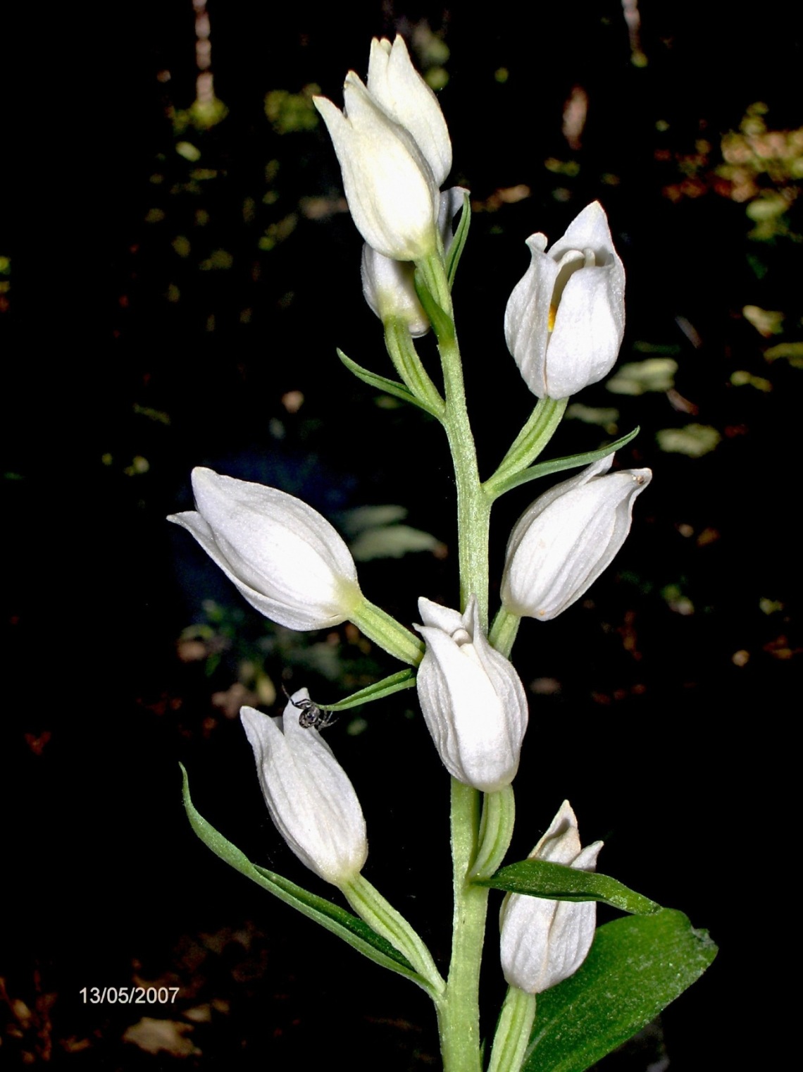 Cephalanthera damasonium, Orchis italica